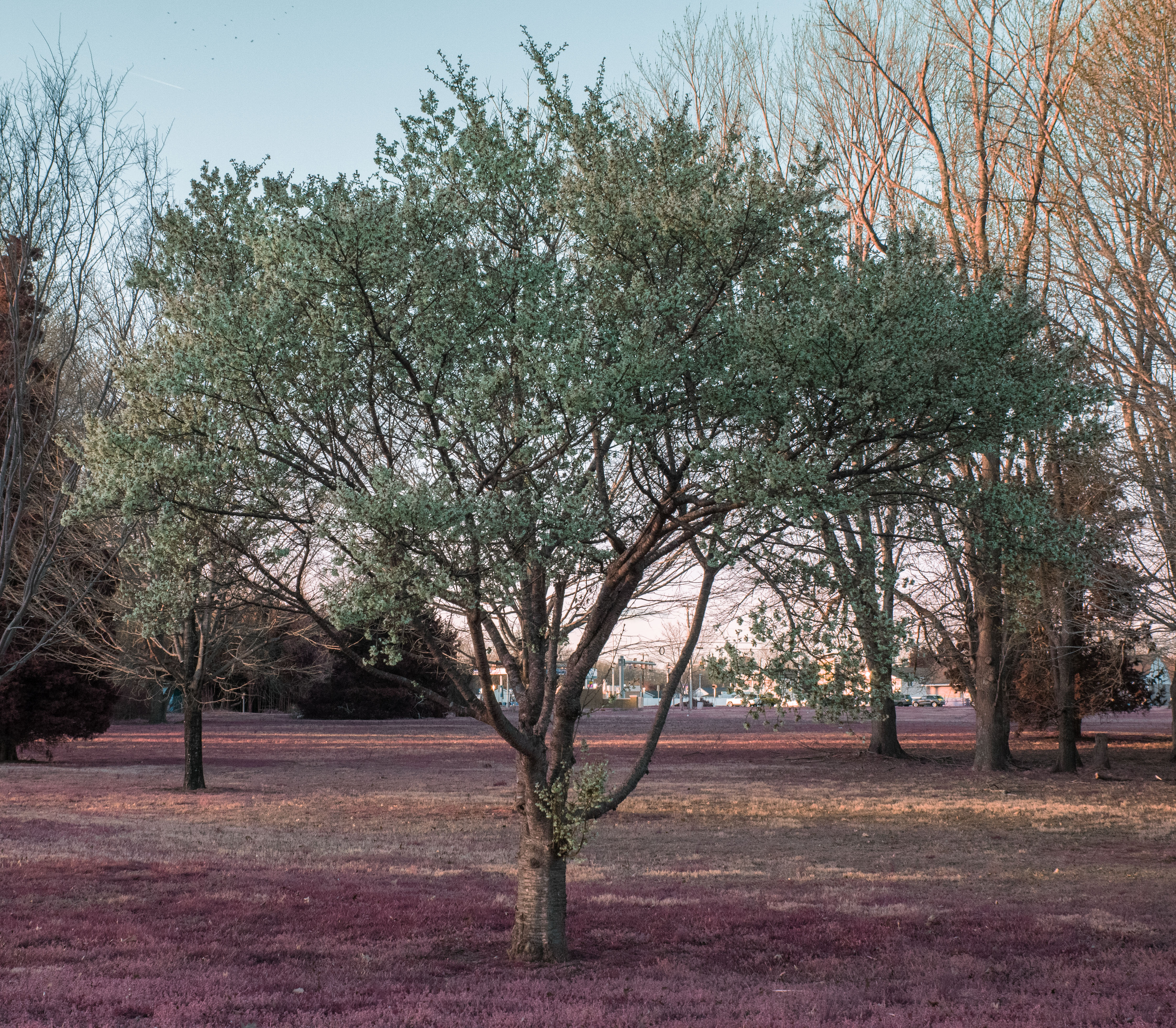 Tree